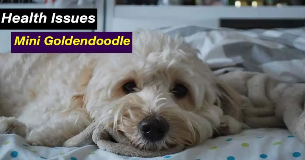 Mini Goldendoodle Lifespan & Common Health Issues