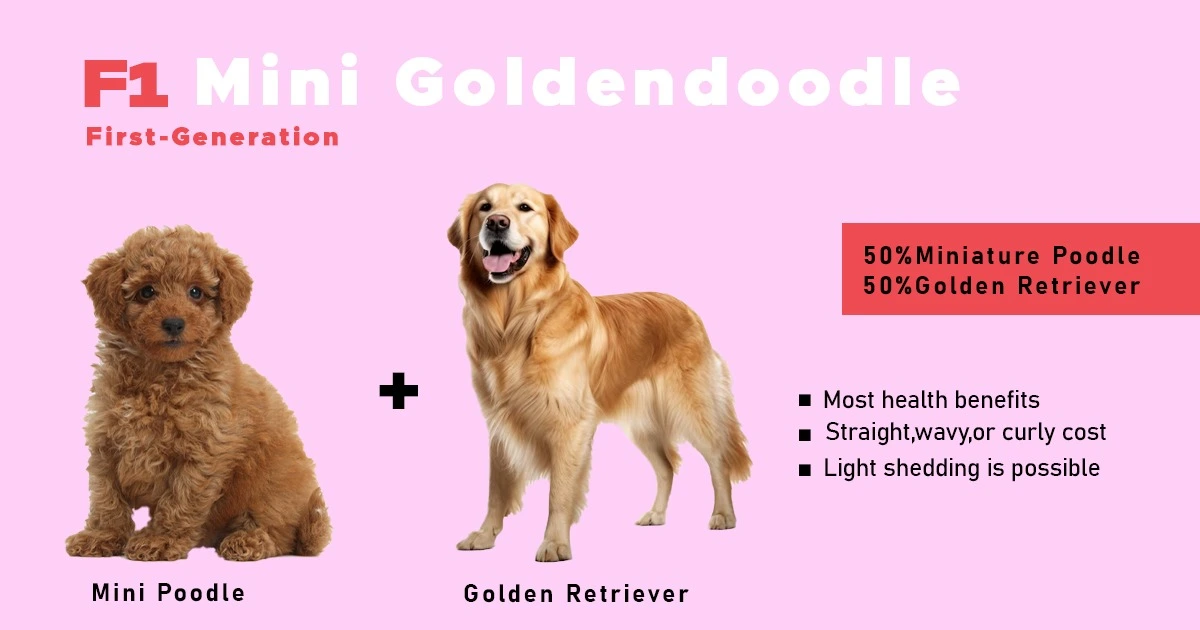 F1 Mini Goldendoodle overview