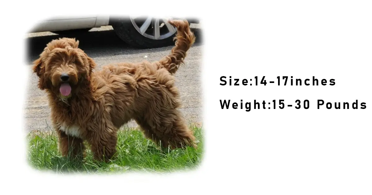 F1 Mini Goldendoodle size