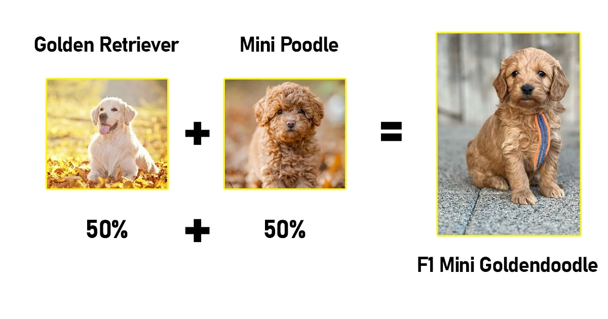 F1 Mini Goldendoodle