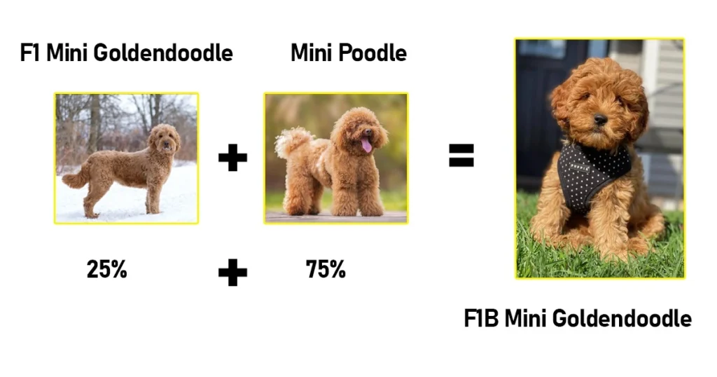 F1B Mini Goldendoodle