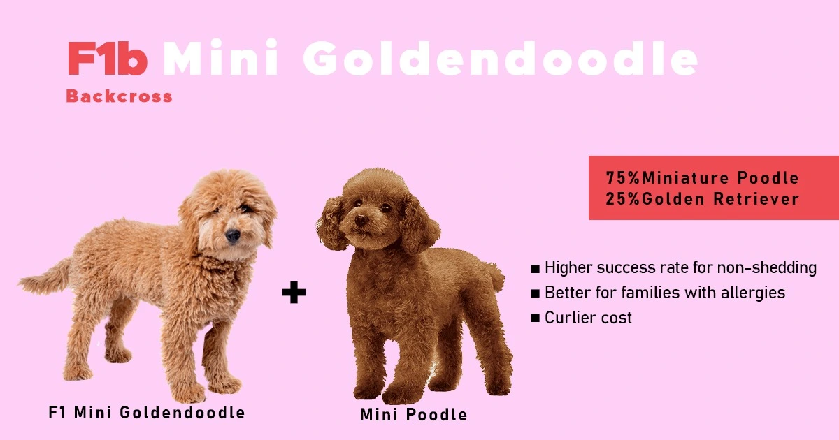 F1B Mini Goldendoodle Overview