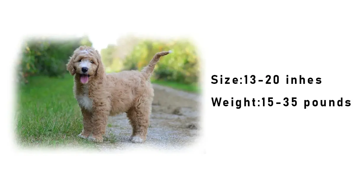 F1B mini Goldendoodle size