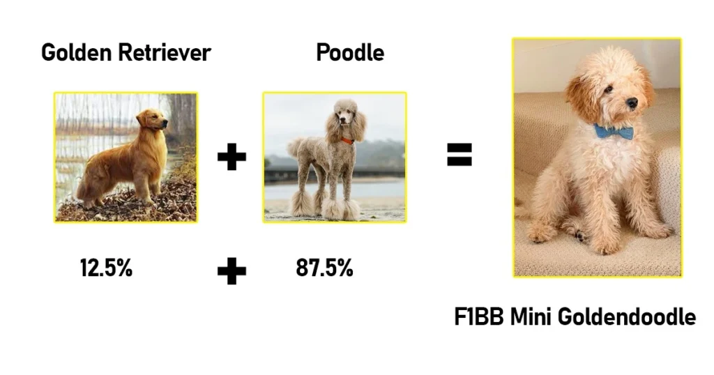 F1BB Mini Goldendoodle