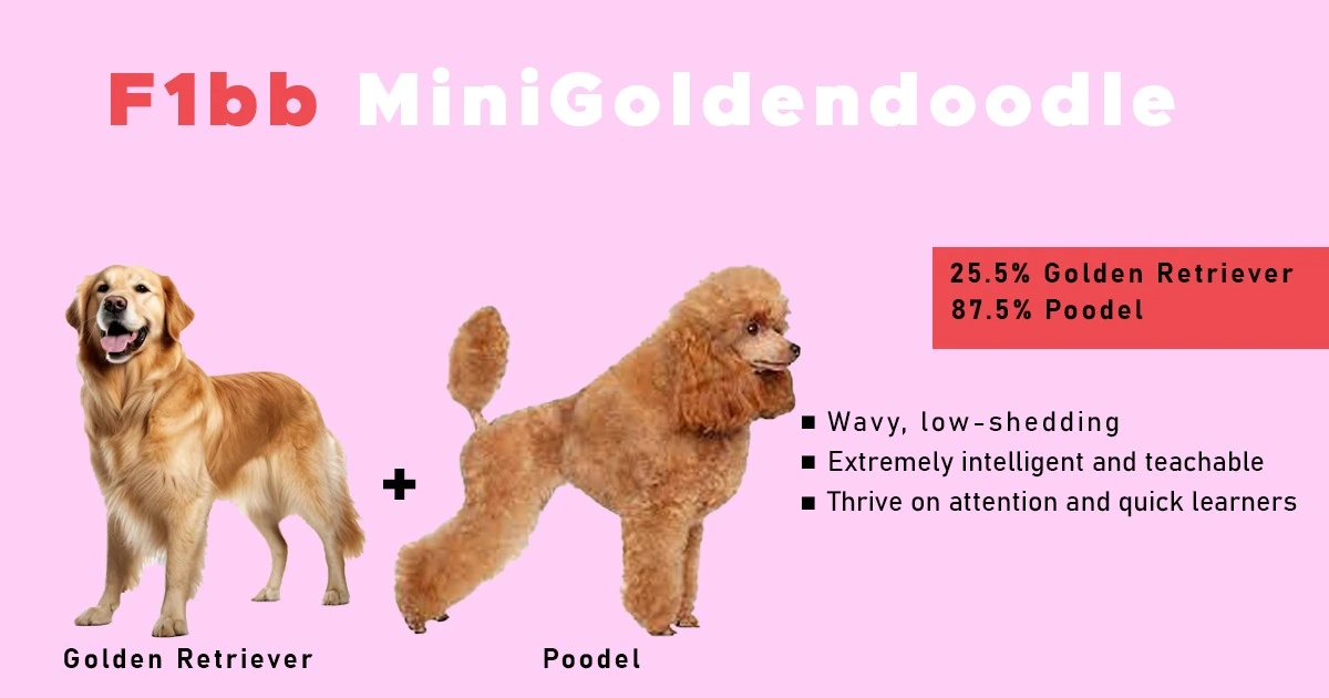 F1BB Mini Goldendoodle overview