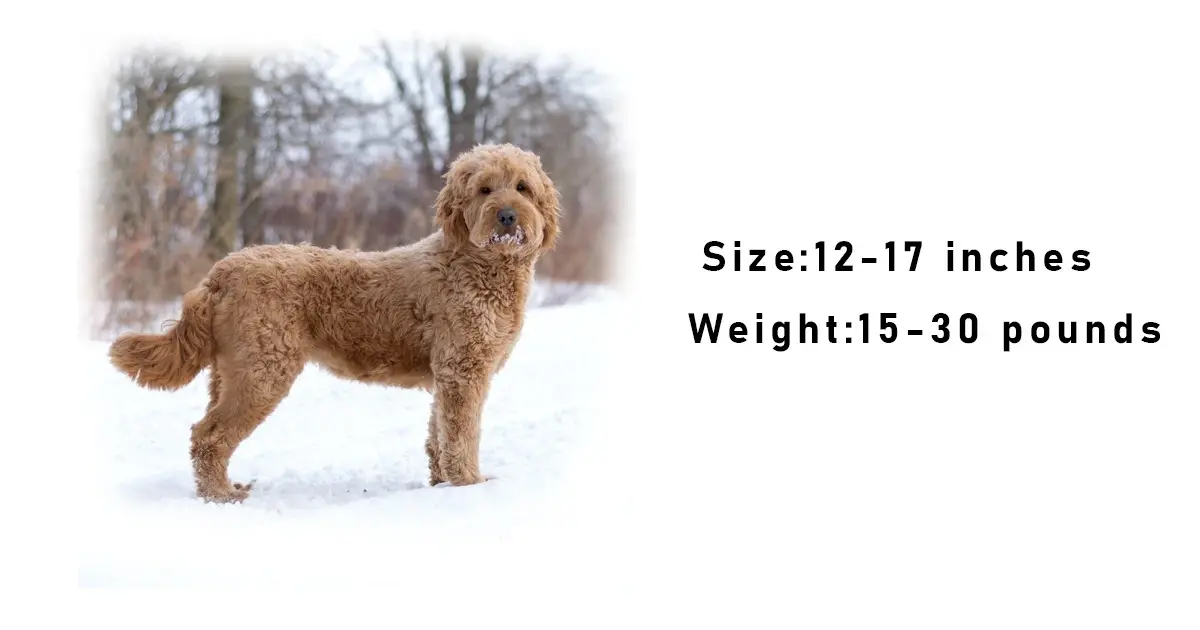 F1BB Mini Goldendoodle size