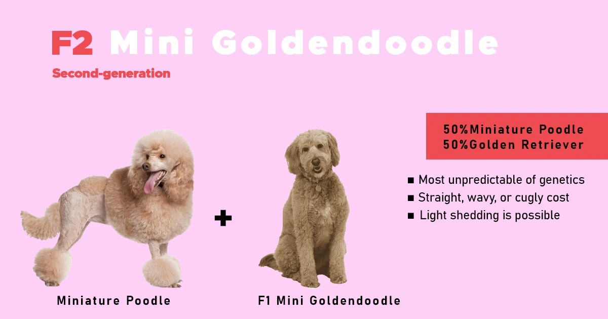 F2 Mini Goldendoodle Overview