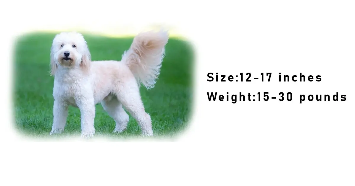 F2 Mini Goldendoodle size