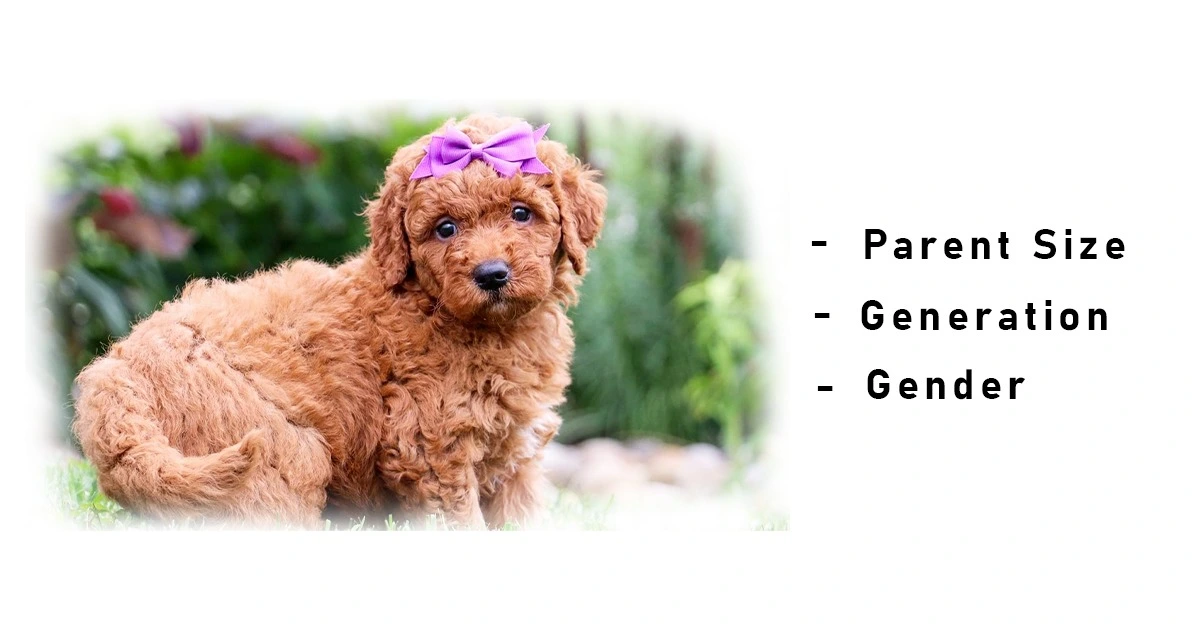 Factors effecting on mini Goldendoodle size