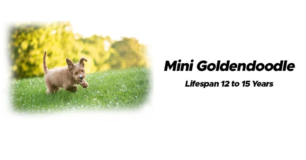 Mini Goldendoodle lifespan