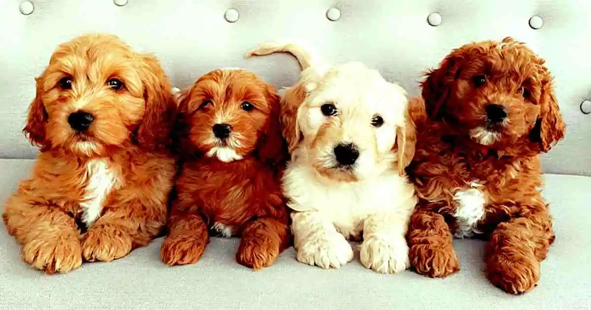 Mini Goldendoodle Size