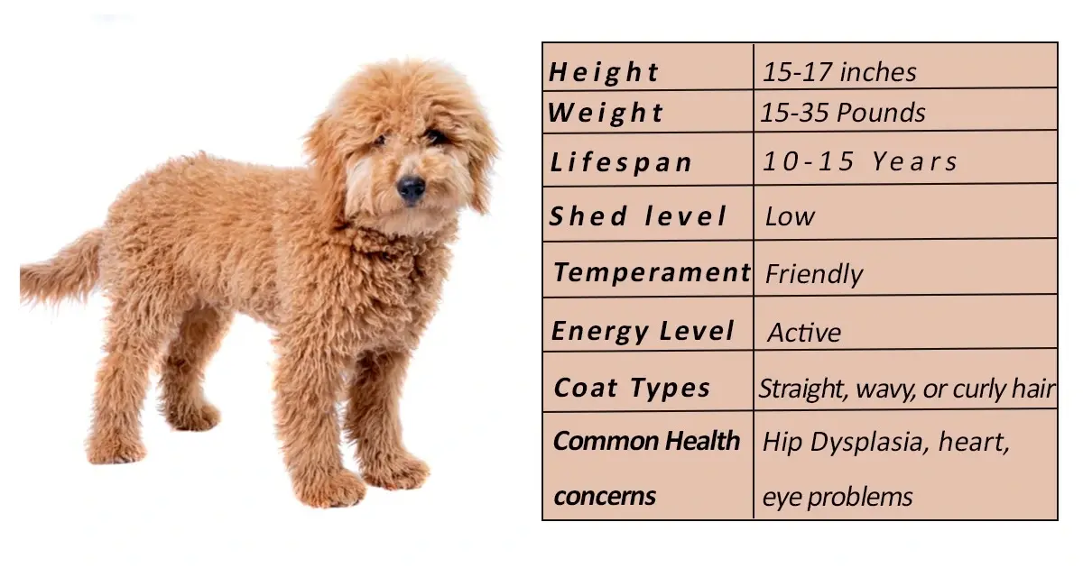 Mini Goldendoodle overview