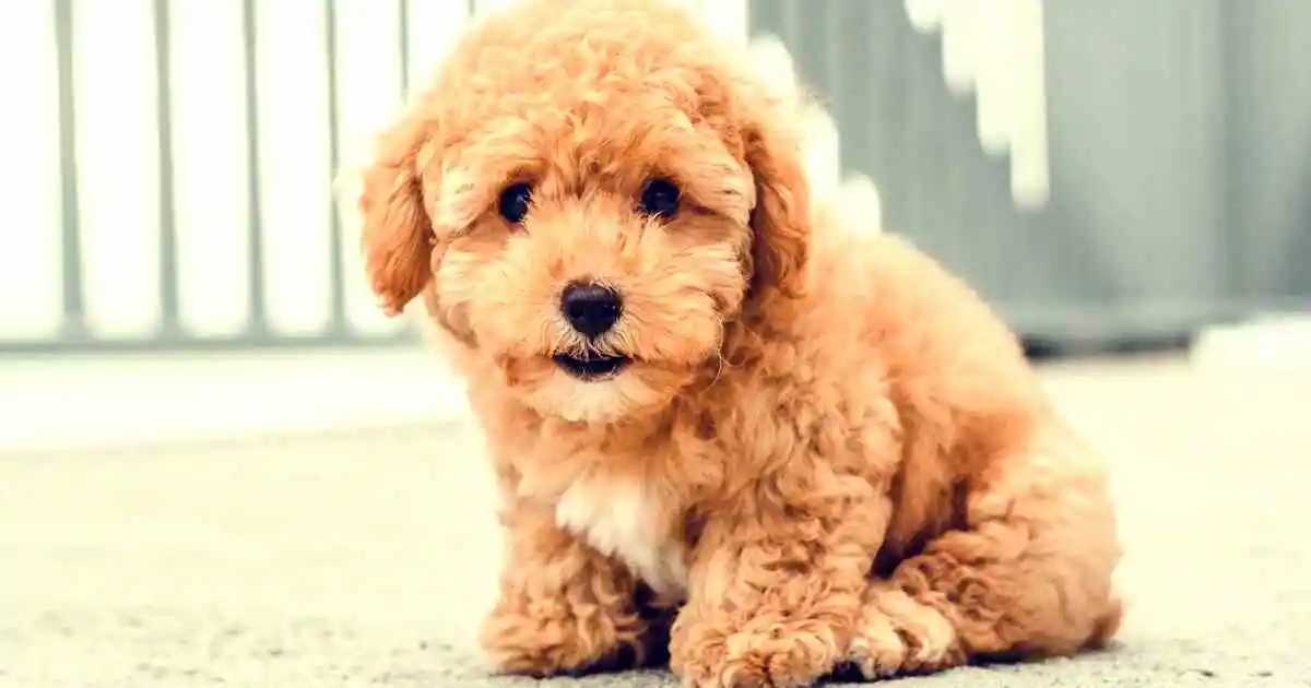 F1BB Mini Goldendoodle