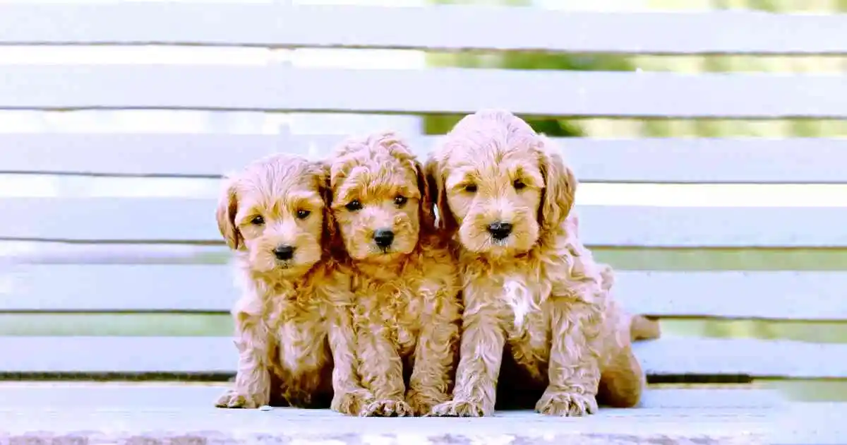 F1BB Mini Goldendoodle Size