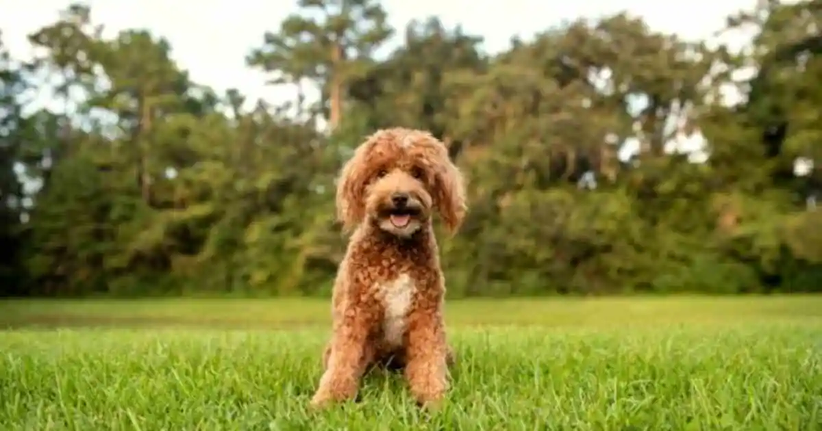 Mini Goldendoodle Full-Grown