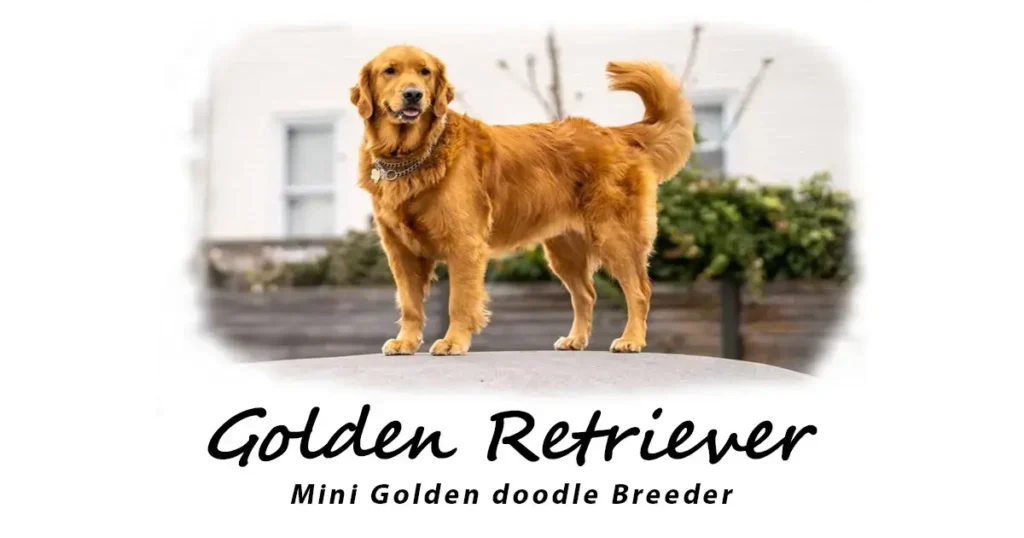 Mini Goldendoodle breeder