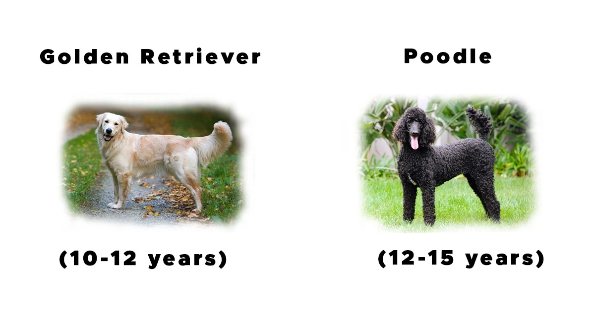 Mini Goldendoodle parent Lifespan