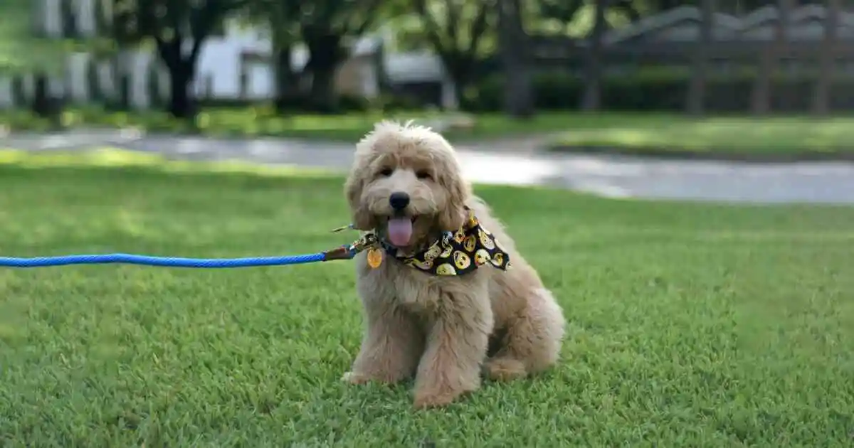 F1 Mini Goldendoodle