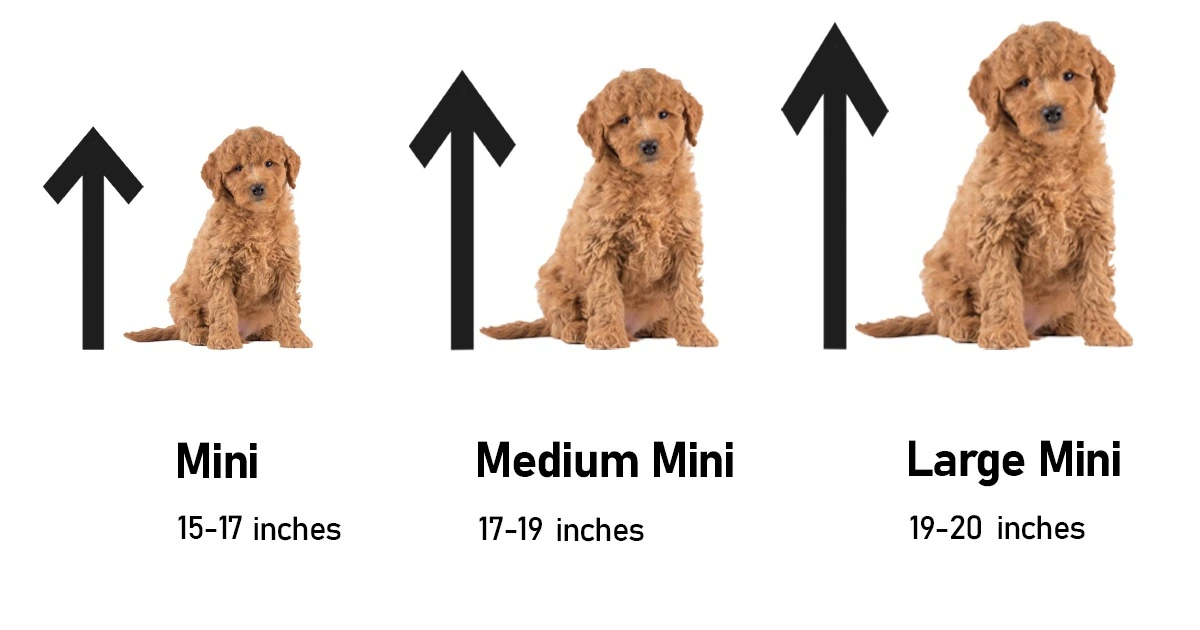 Mini Goldendoodle size ranges