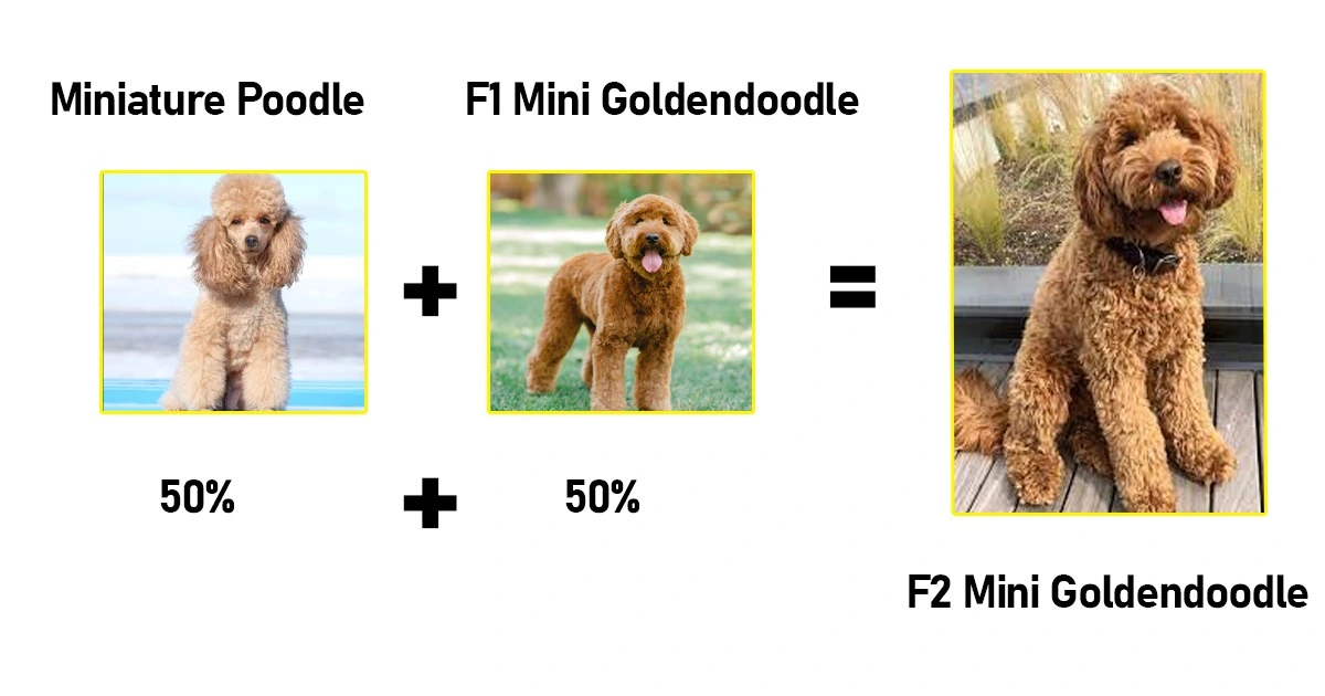 F2 Mini Goldendoodle