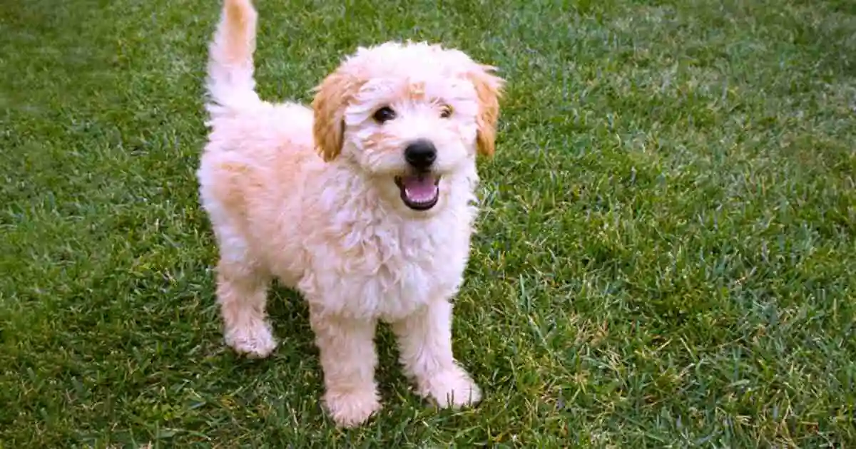 White Mini Goldendoodle