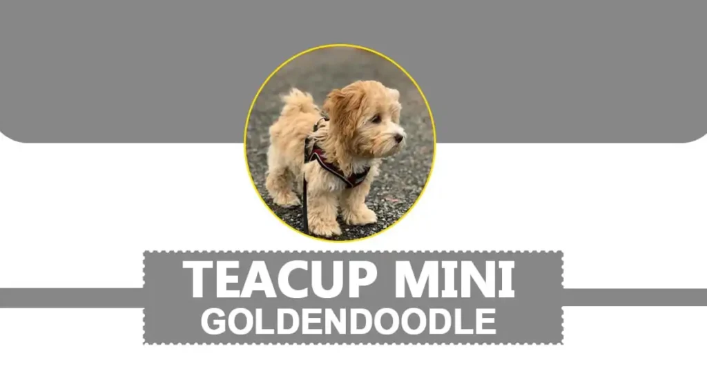 Teacup Mini Goldendoodle