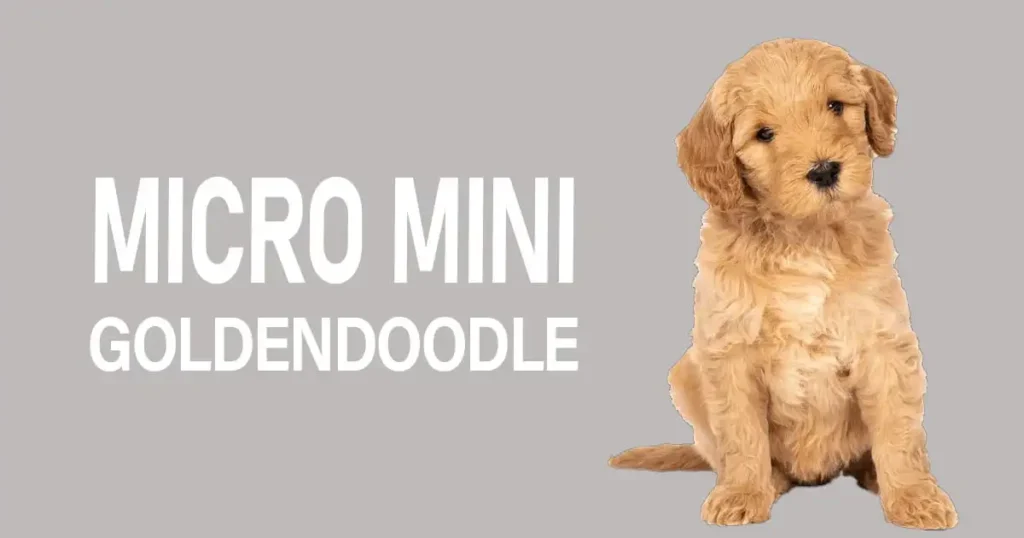 Micro Mini Goldendoodle