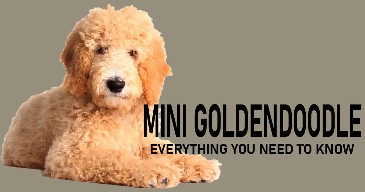 Mini Goldendoodle Health Issues