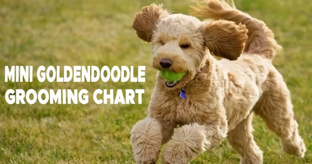 Mini Goldendoodle grooming chart