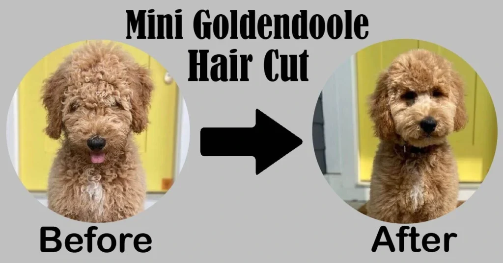 Mini Goldendoodle haircut styles