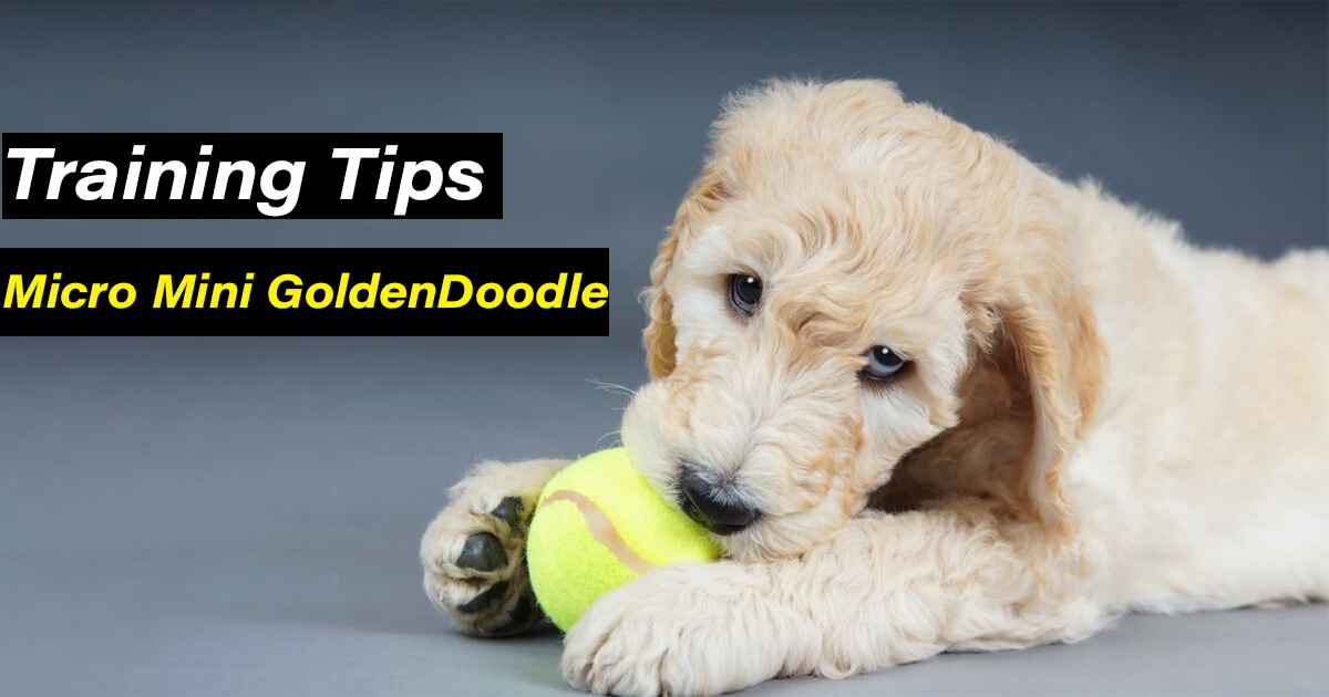 Training-Tips-micro-Mini-Goldendoodle