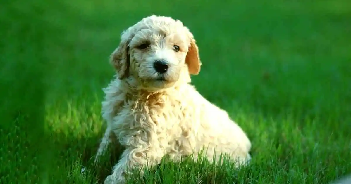 White-Mini-Goldendoodle-Training