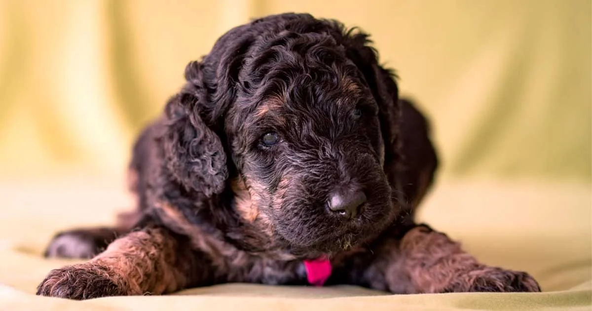 Black Mini Goldendoodle