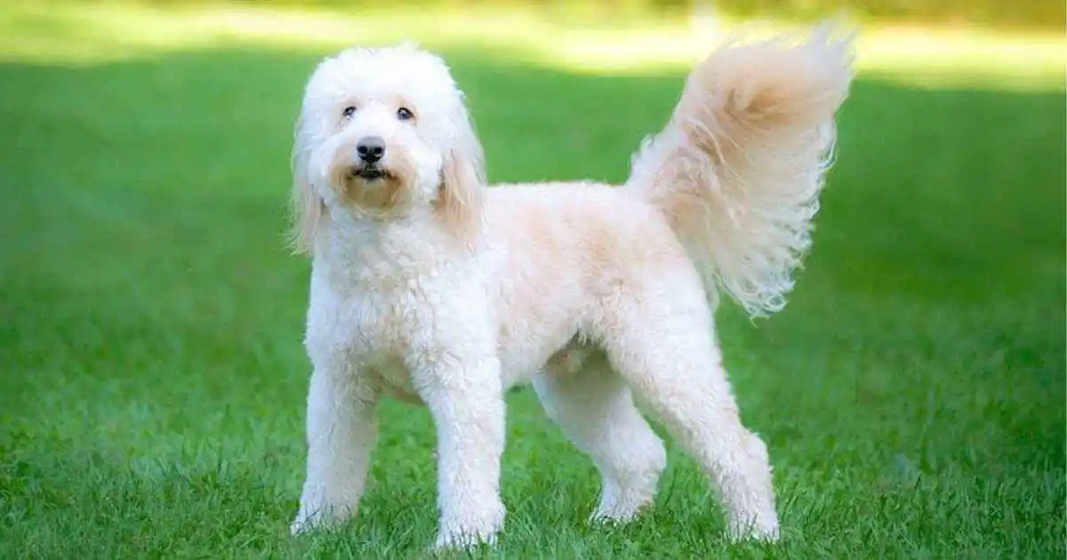 White Mini Goldendoodle