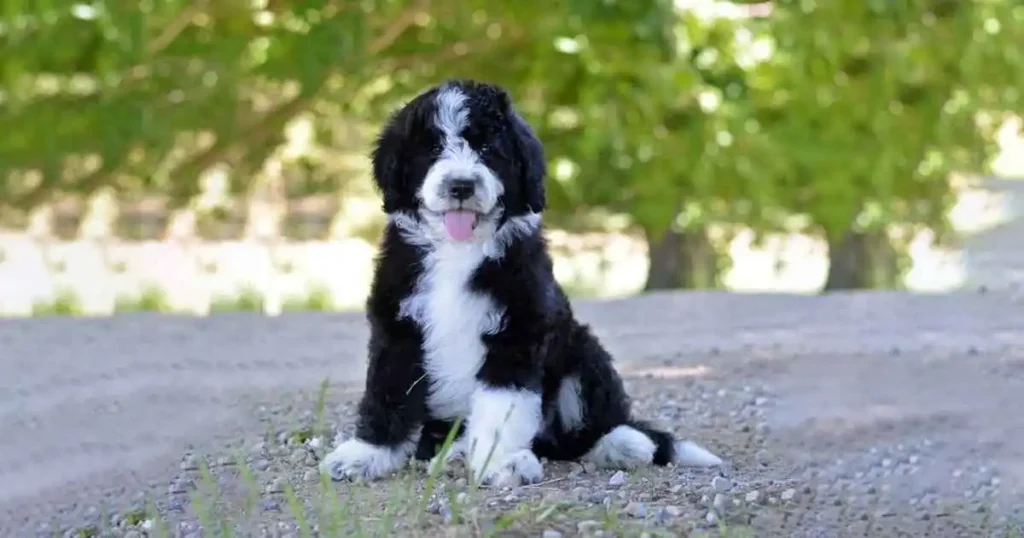 Black and White mini Goldendoodles