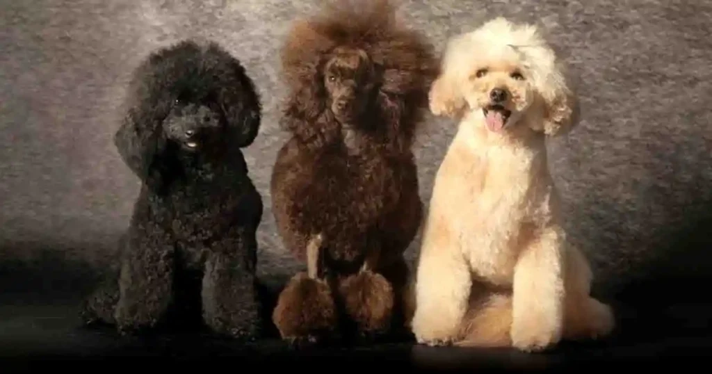 Miniature-Poodle-Coat-Type-and-Grooming-Needs