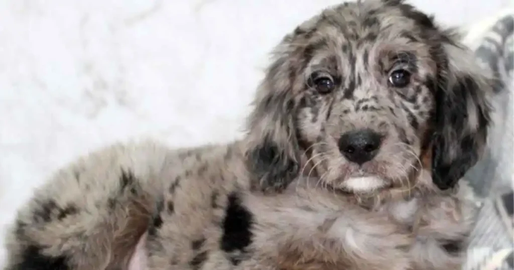 Blue-Merle-Goldendoodle-Grooming-and-Maintenance