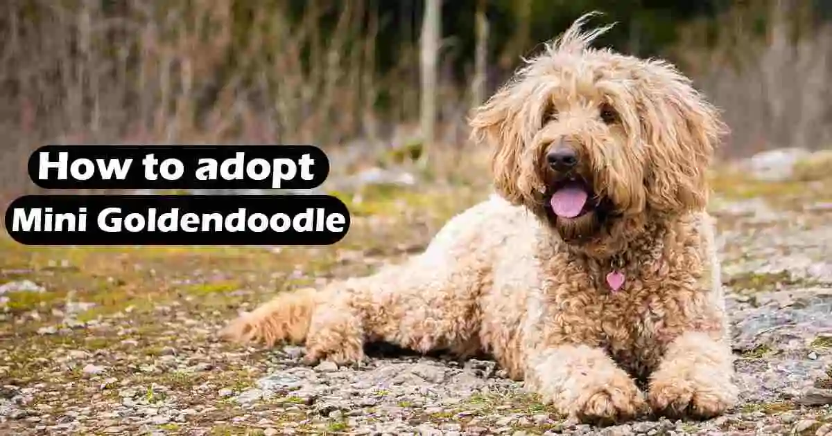 Goldendoodle Rescue