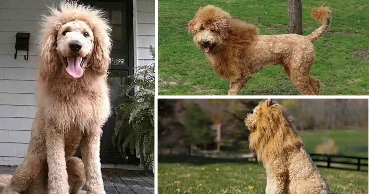 Mini-Goldendoodle lion-cut-haircut