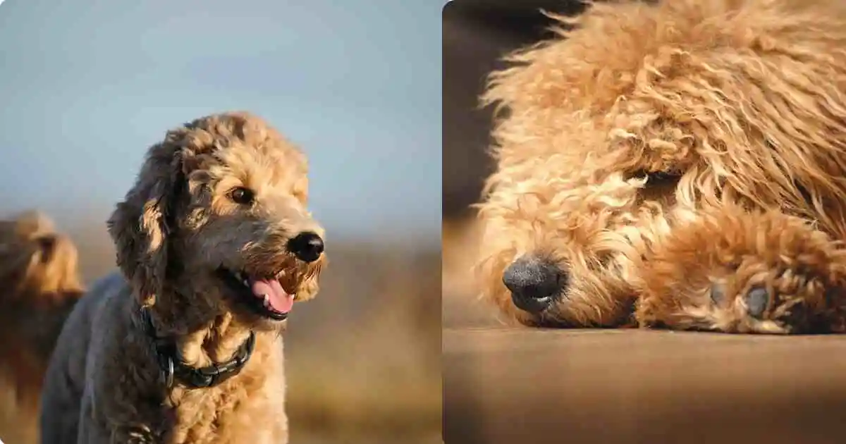 Mini-Goldendoodle Long-and-Flowing-haircut