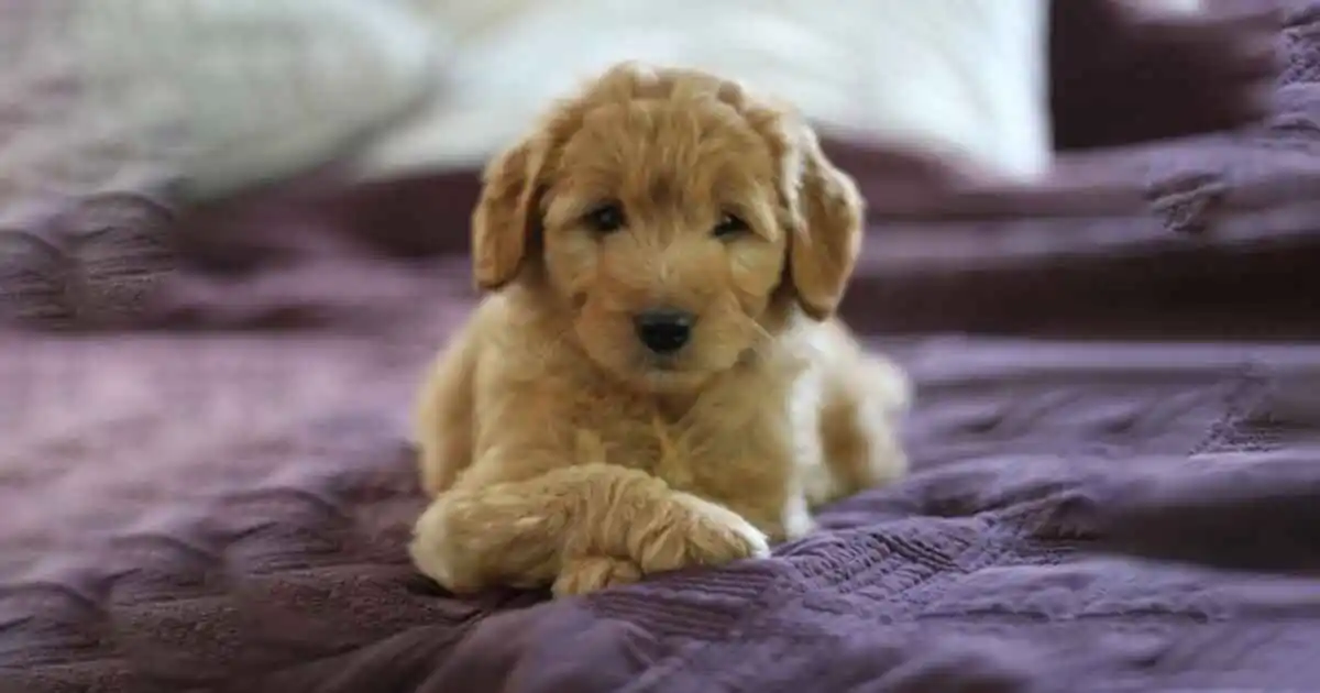 Mini Goldendoodle Rescue