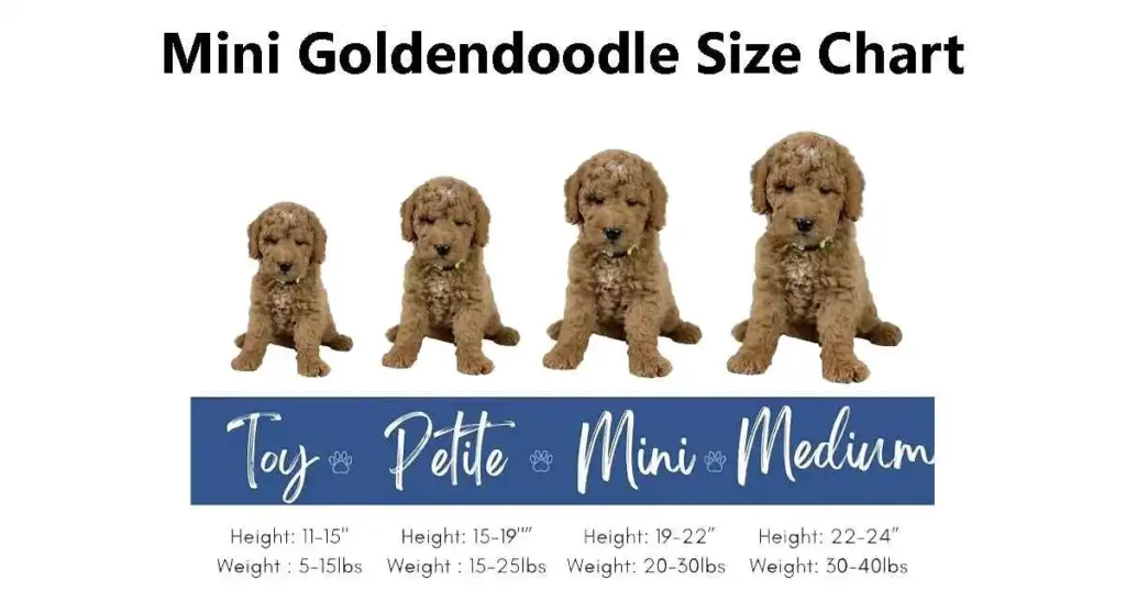 Mini Goldendoodle Size Chart