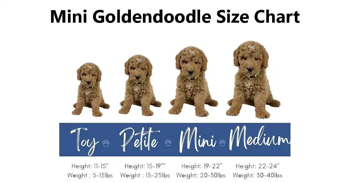 Mini Goldendoodle Size Chart