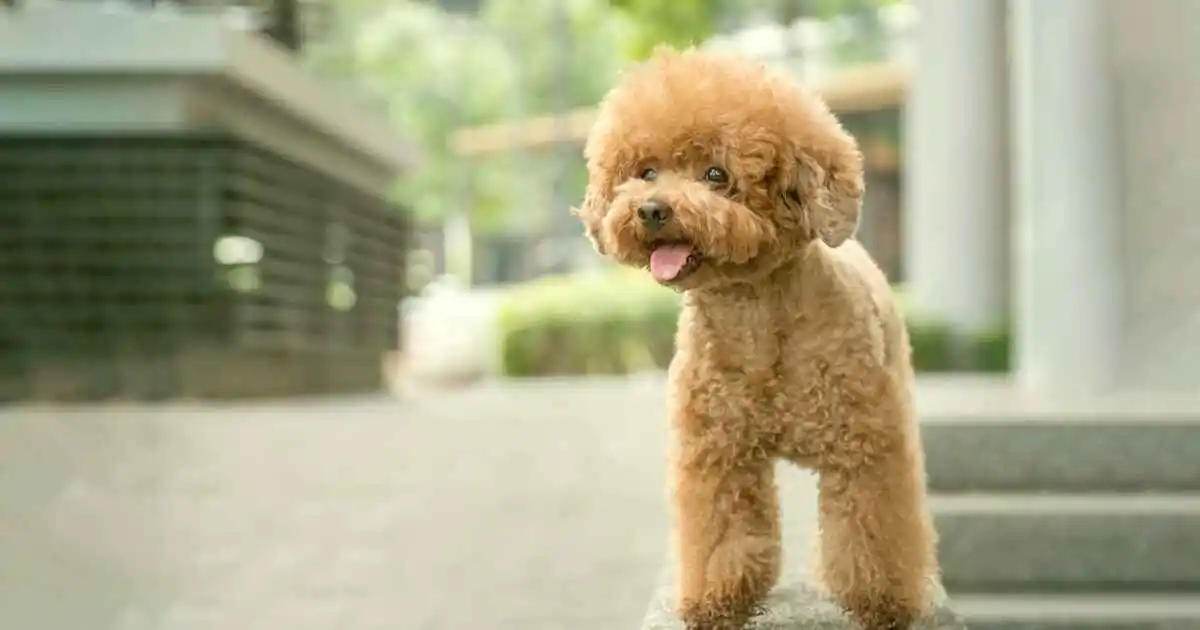 Miniature-poodle-Physical-Characteristics