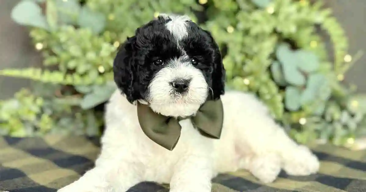 Temperament-and-Personality-The-Heart-of-a-Black-and-White-Goldendoodle