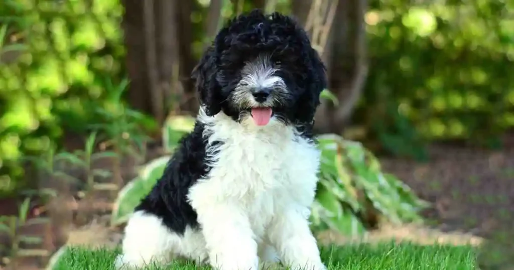 Origins-of-Black-and-White-Goldendoodles