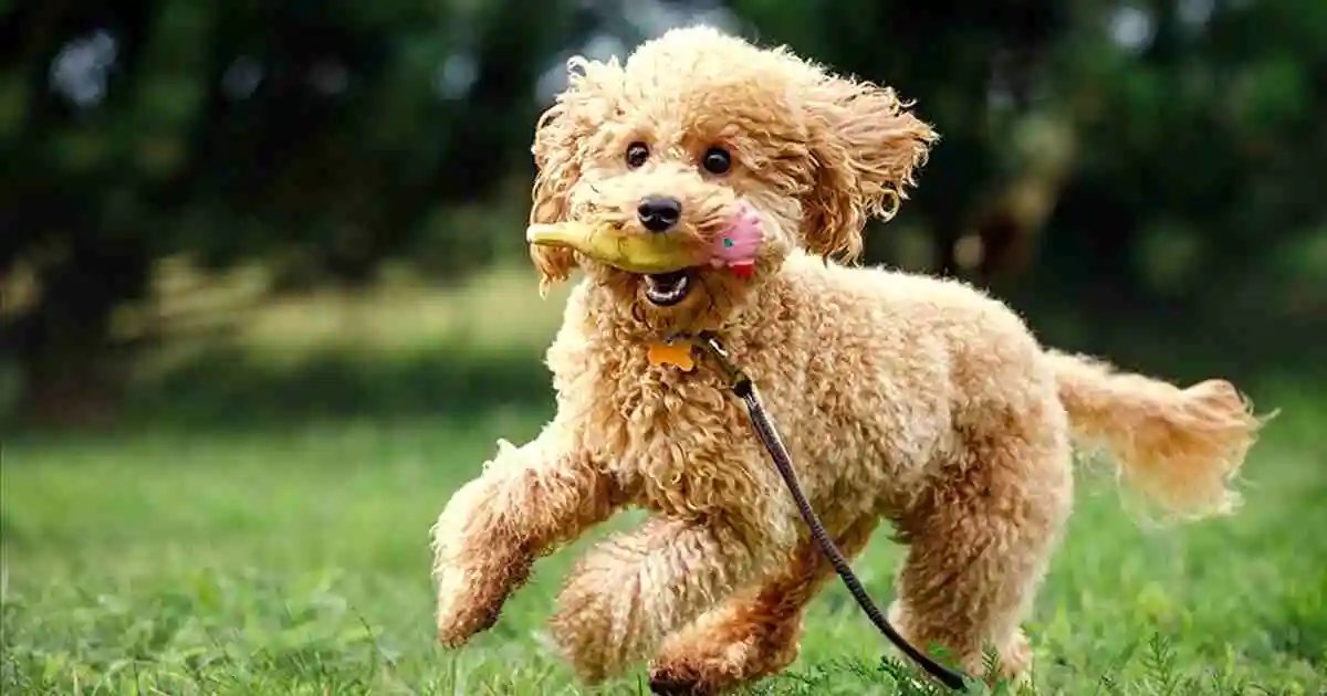 Miniature-Poodle-Training-and-Exercise-Needs