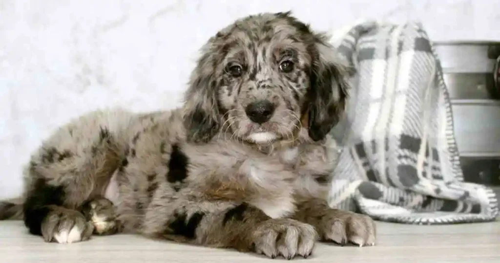 Blue Merle Goldendoodle