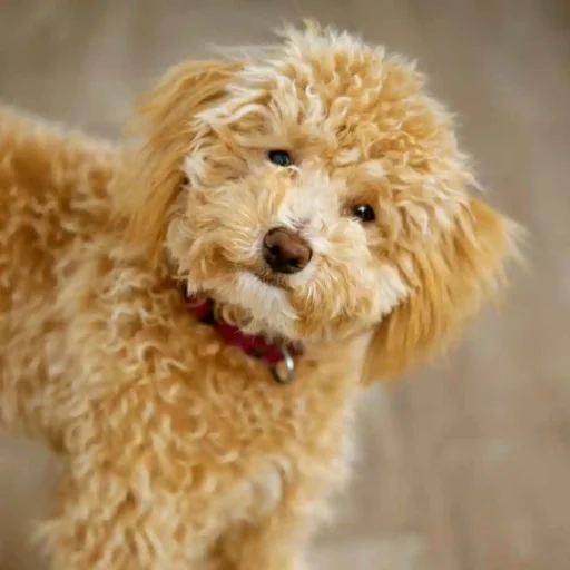 mini-Goldendoodle