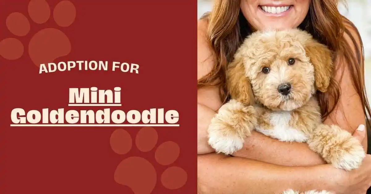 Mini Goldendoodle for adoption